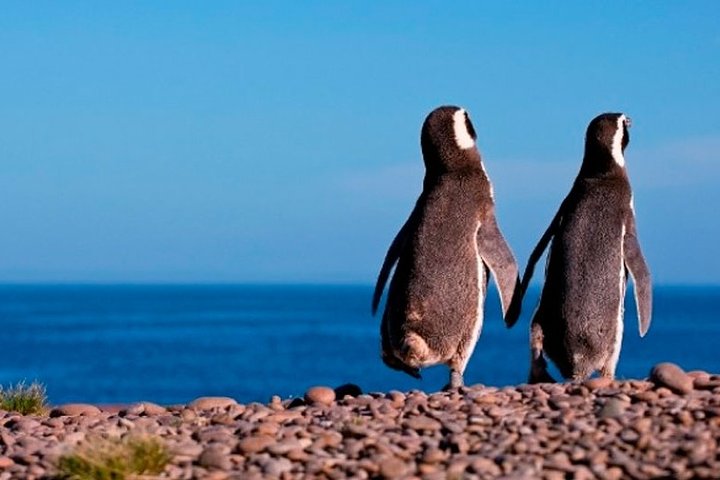 Cual-es-la-mejor-epoca-para-ir-a-Punta-Tombo-y-ver-pinguinos