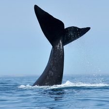 puerto madryn ballenas